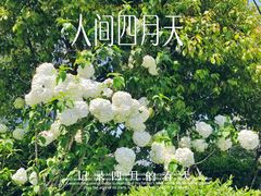 -和平公园