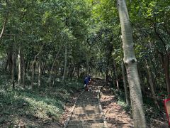 -上海佘山国家森林公园天马山园