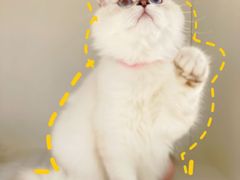 -lincat·猫舍(广州店)