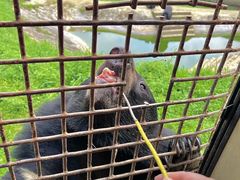 -贵州森林野生动物园