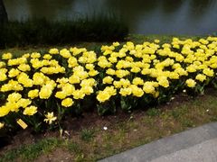 -上海鲜花港