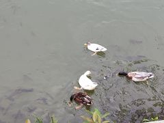 -西湖公园(鼓楼区)