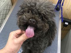 -爱宠屋pet shop·宠物洗澡·宠物美容
