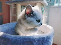 -关爱宠物医院·猫科中心·消化科(滨湖万达分院)