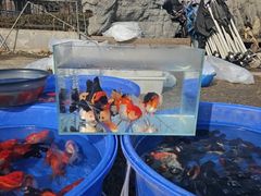 -中环花鸟鱼虫市场