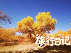 -金塔沙漠胡杨林景区