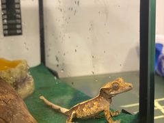 -酷以爬仙阁实体爬宠店·守宫·蜥蜴·专业繁育