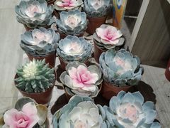 -AEON永旺(东方宝泰店)