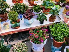 -哈尔滨道外花鸟鱼市场