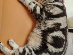 -疯狂烤翅(飘逸路店)