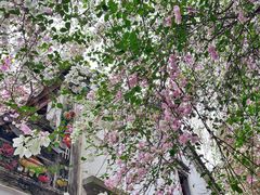 -深圳国际园林花卉博览园