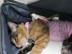 -纳吉亚猫专科动物诊疗中心(蒋宅口分院)