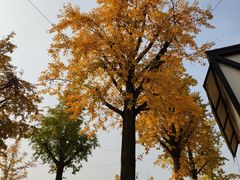 -百林公园-两江幸福广场