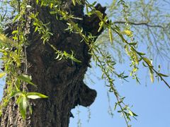 -天鹅湖体育公园