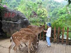 -野象谷景区