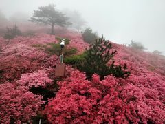 -月满大江经典成都火锅(麻城店)