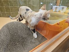 -帕帕拉兹宠物(亚洲旗舰店)