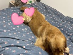 -多乐狗狗宠物训练工作室