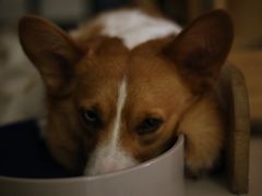 -平行世界·猫咖(首经贸店)