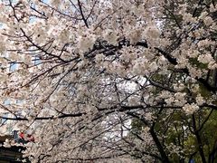 -玛格萝妮比萨屋(四平店)