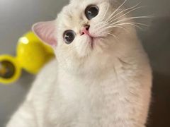 -猫大福·Fortune Cat猫舍(百子湾店)