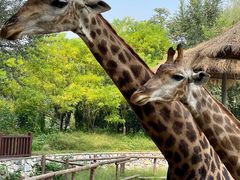 -北京野生动物园