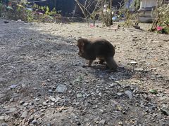 -西岭雪山大飞水景区