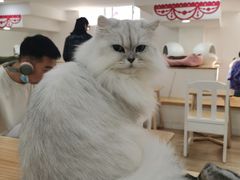 -李小姐の猫咖啡馆(五角场店)