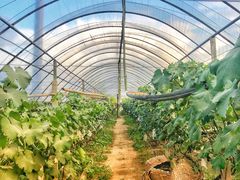 -马陆小张葡萄园农家乐