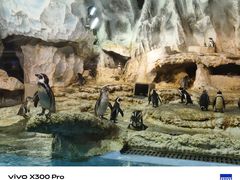 -帝企鹅自助餐厅•儿童岛•真企鹅(长隆企鹅酒店)