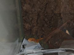 -可蒙动物医院·猫科·骨科中心(首义路店)
