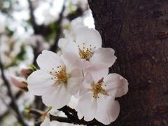 -高东镇樱花园