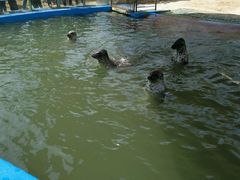 -北戴河圣蓝海洋公园