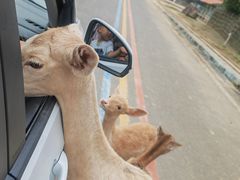 -常州淹城野生动物世界