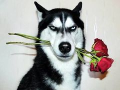 -炸鸡情侣韩式料理(中央大街店)