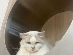 -瞄一喵猫咖(格力海岸店)