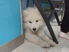 -康爱犬猫诊所·牙专科·骨外科·影像内科(丰宁店)