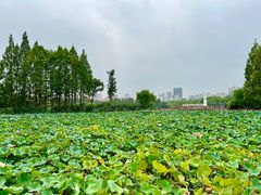 -黄兴公园