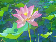 -曼听御花园