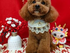 -Pets First伊珊娜洗护·精致美容·家庭式寄养(新会路店)