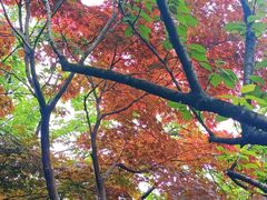 -青枫公园