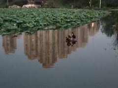 -前关湿地公园