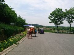 -大塘金香草谷