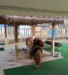 -萌宠亲子动物乐园(槐房万达店)