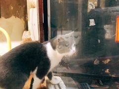 -猫咪博物馆(顶澳仔猫街店)