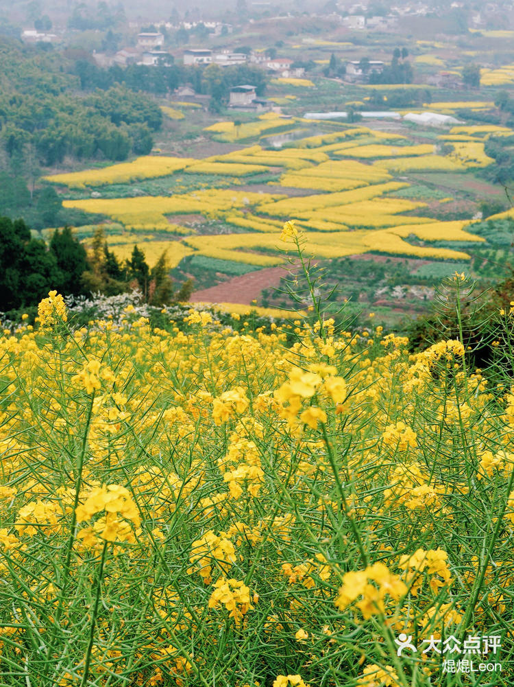 成都旅行都江堰景区周边的油菜花海