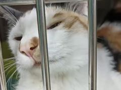 -瑞派动物医院·猫专科·至诚(江南中分院)