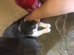 -猫猫幼稚园·撸猫·桌游·电玩