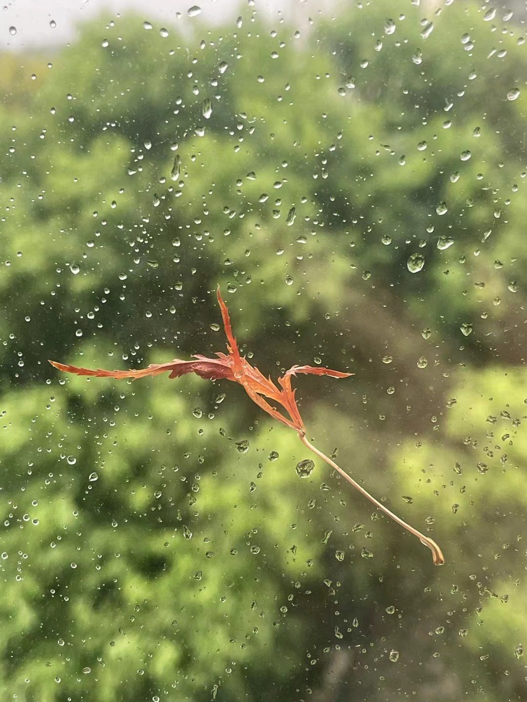 一片小小的叶子被风吹起