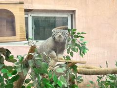 -青藏高原野生动物园